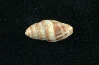 藏品(斑帶蛹筆螺)的圖片